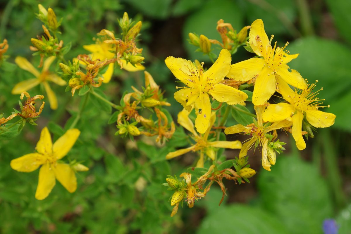 Сказочные персонажи на белом фоне Зверопой