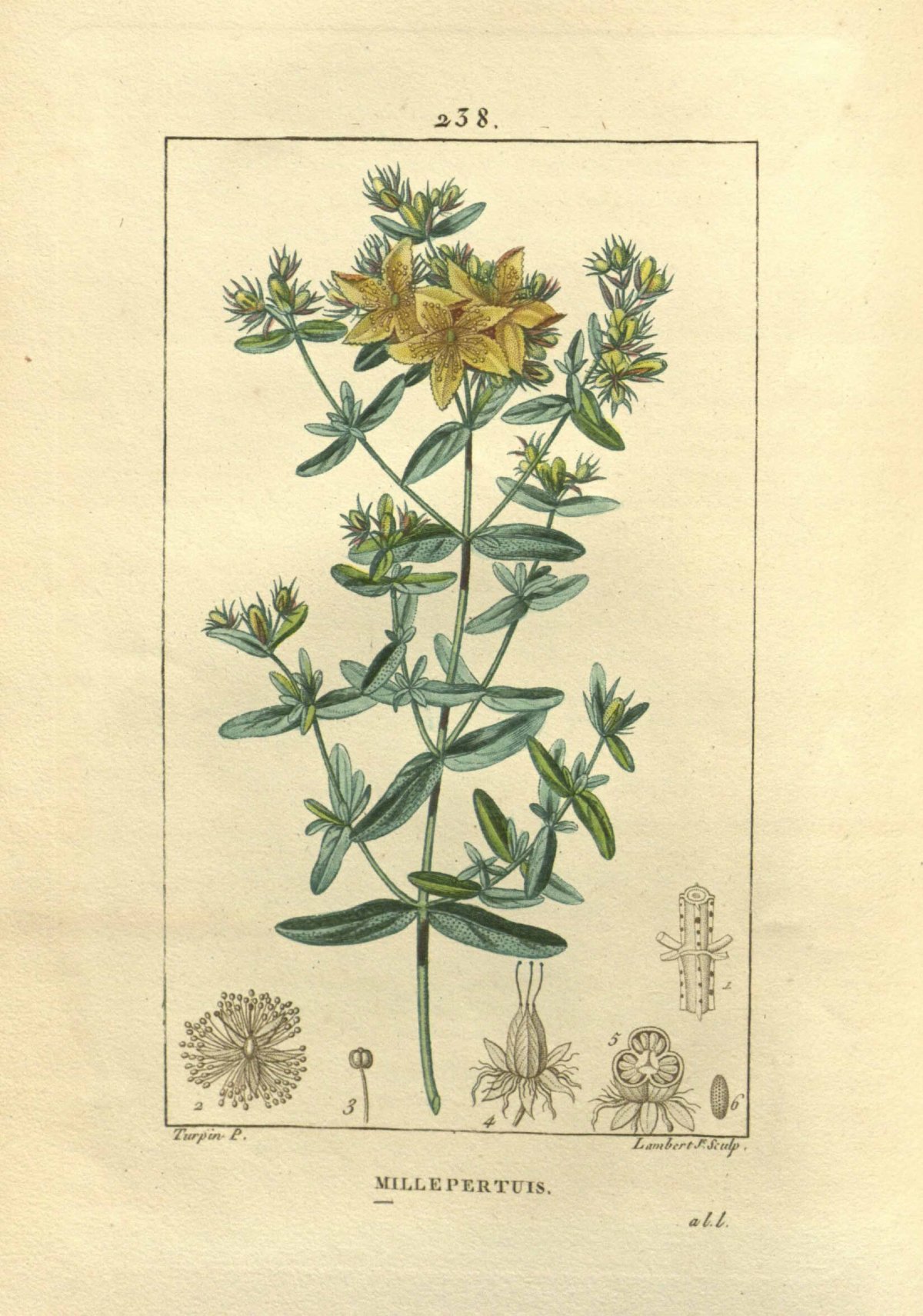 Зверобой трава на белом фоне