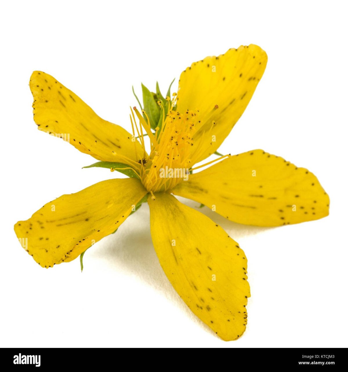 Плантариум зверобой лекарственный