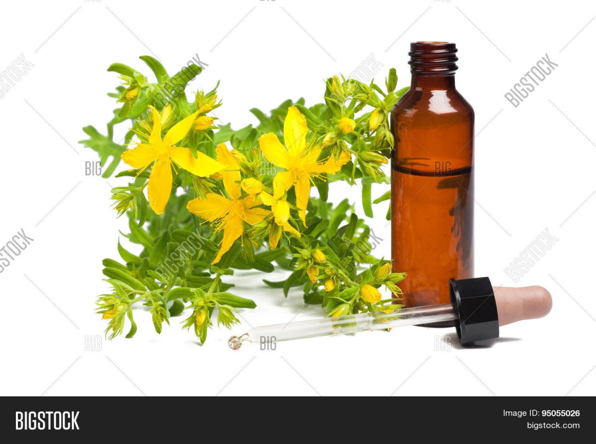 Зверобой трава на белом фоне