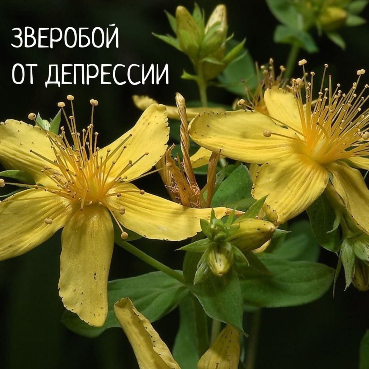 Мазь со зверобоем и эвкалиптом