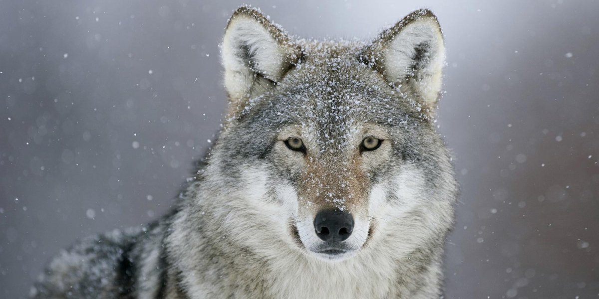 Работа не волк волк это ходить