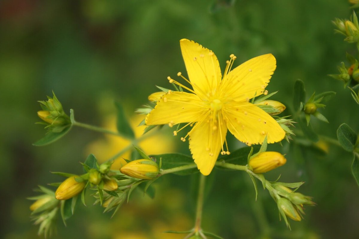 Зверобой продырявленный гербарий
