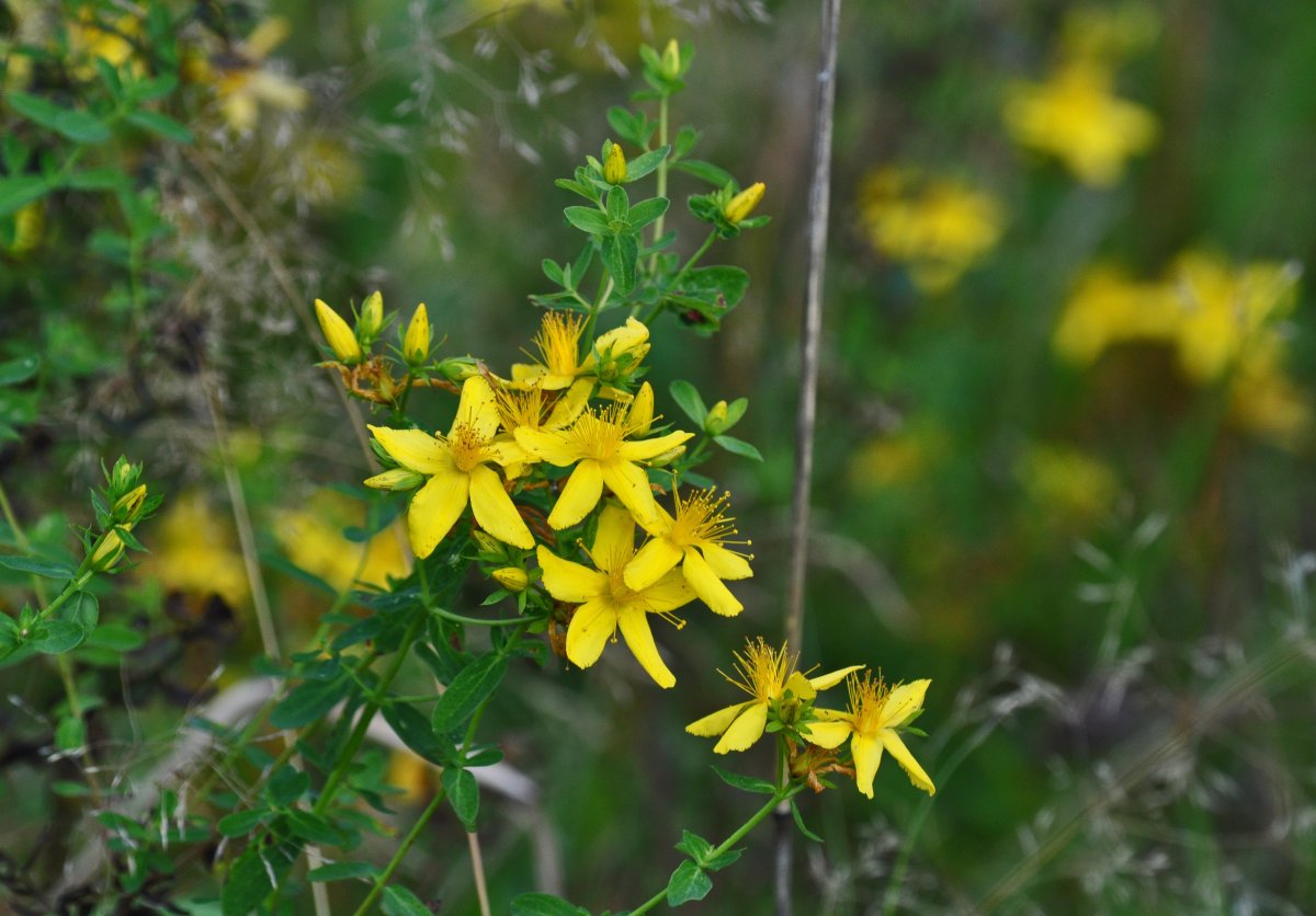 Зверобой продырявленный латинское название