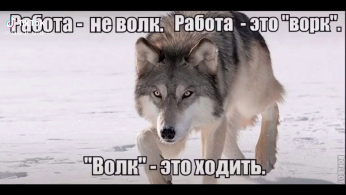 Волк картинка