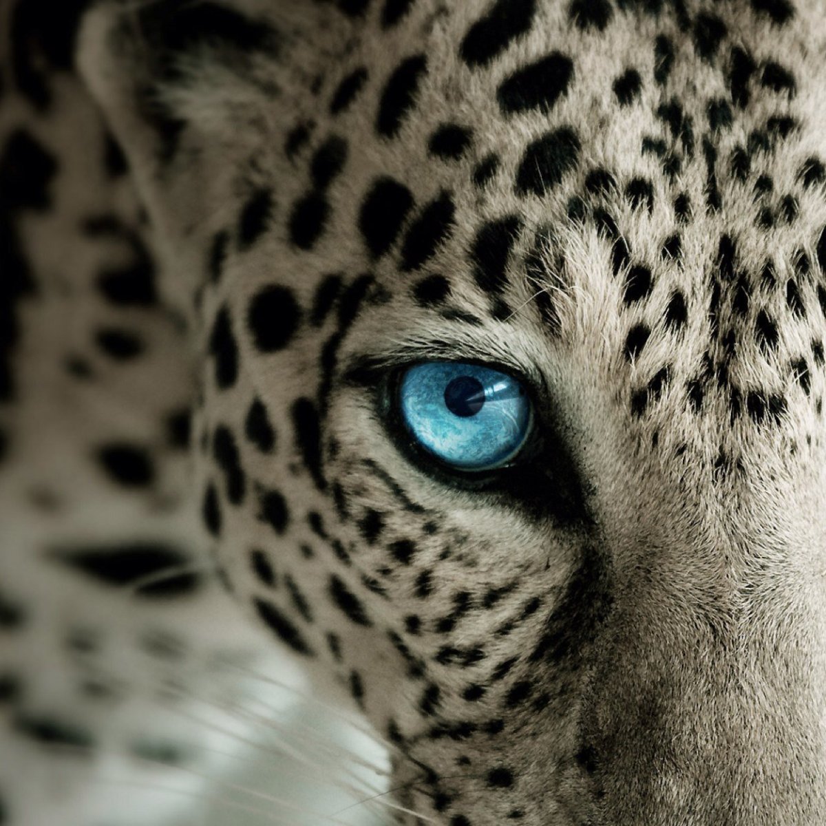 Дальневосточный леопард