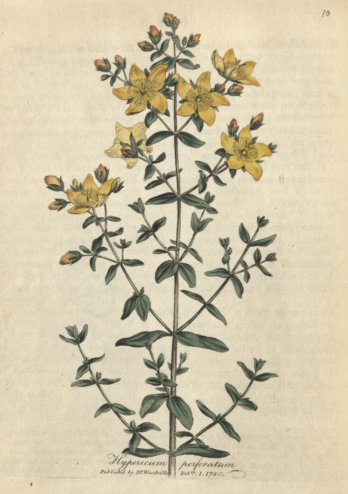 Зверобой шалфей