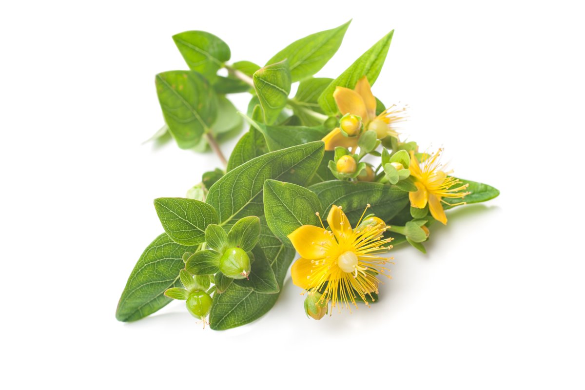 Зверобой продырявленный Фармакогнозия