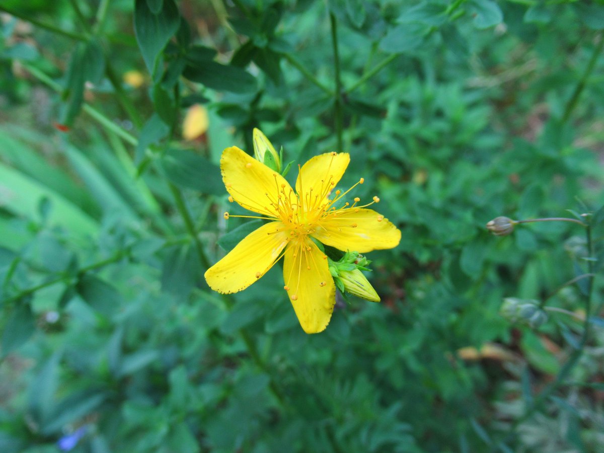 Зверобой скетч