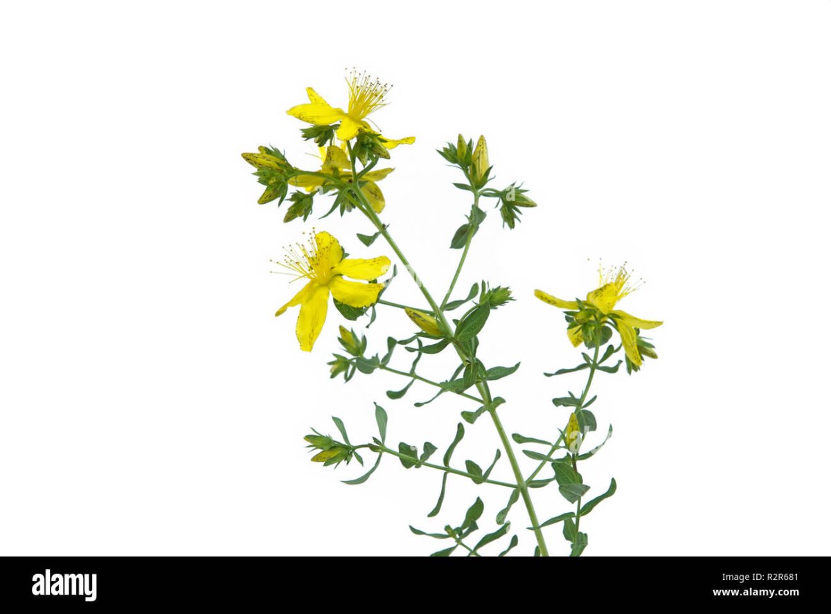 Зверобой пятнистый ботаника