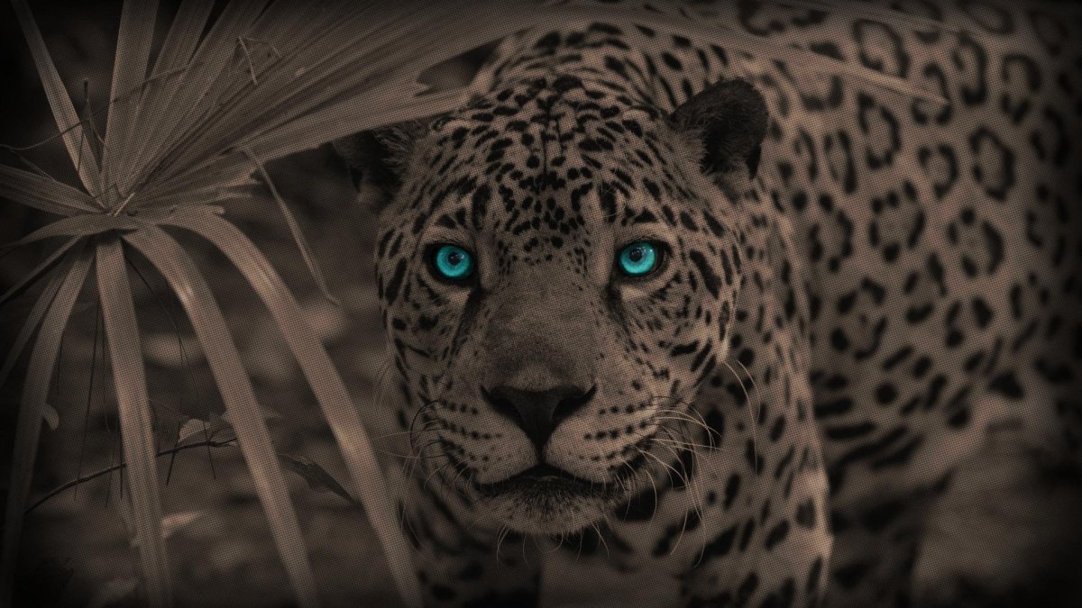 Голубоглазый леопард