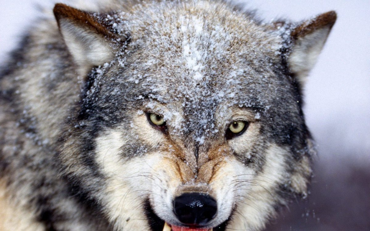 Понедельник приколы