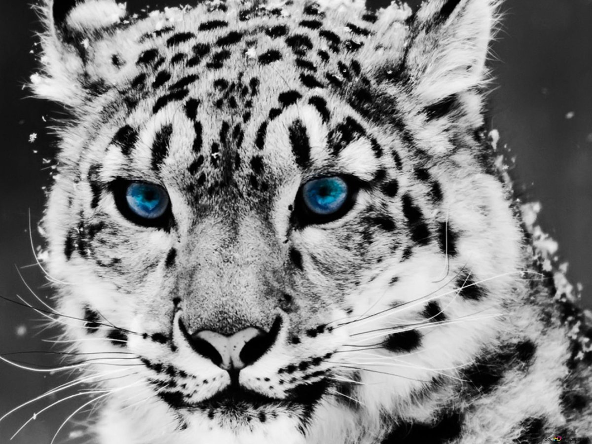 Леопард белый с черными пятнами