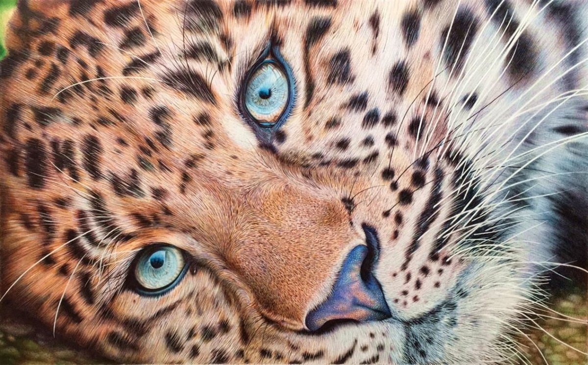 Дальневосточный леопард зимой