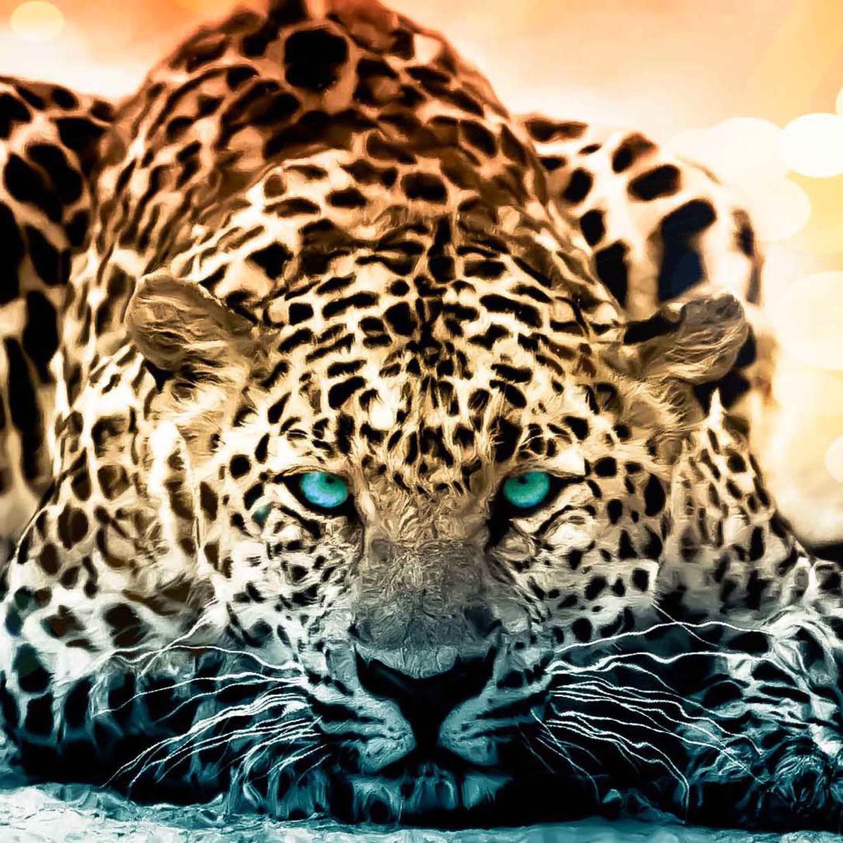 Леопард с голубыми глазами