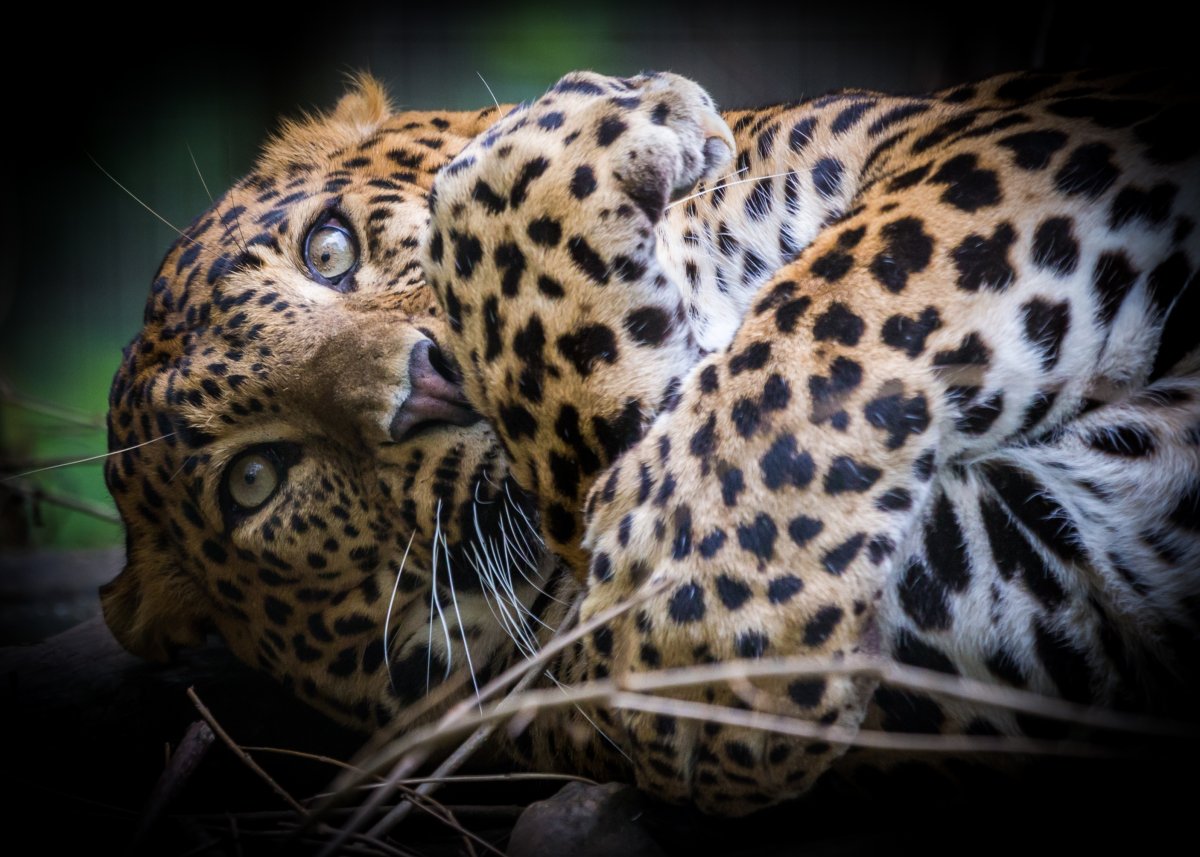 Барс с голубыми глазами