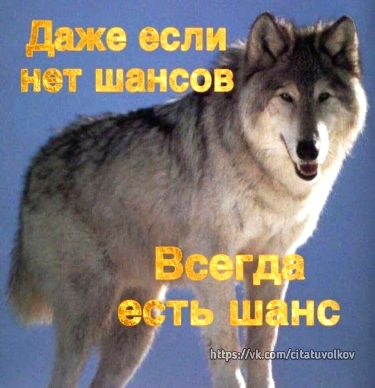 Работа не волк убивает сразу