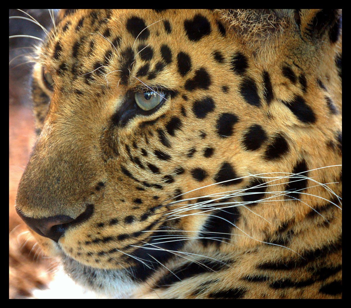 Леопард с голубыми глазами