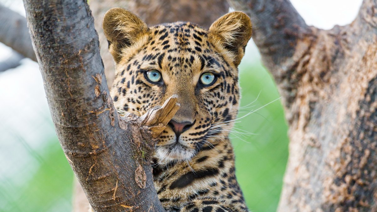 Белый Ирбис