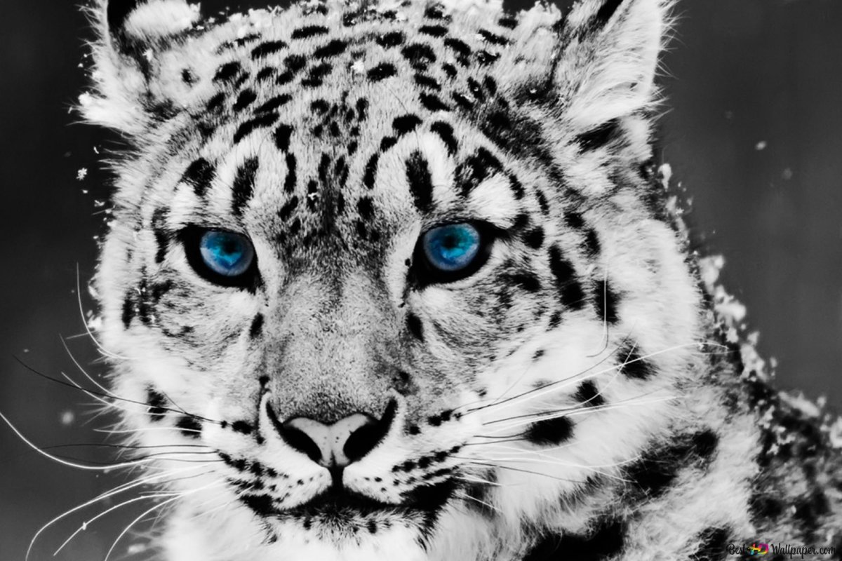 Леопард обои