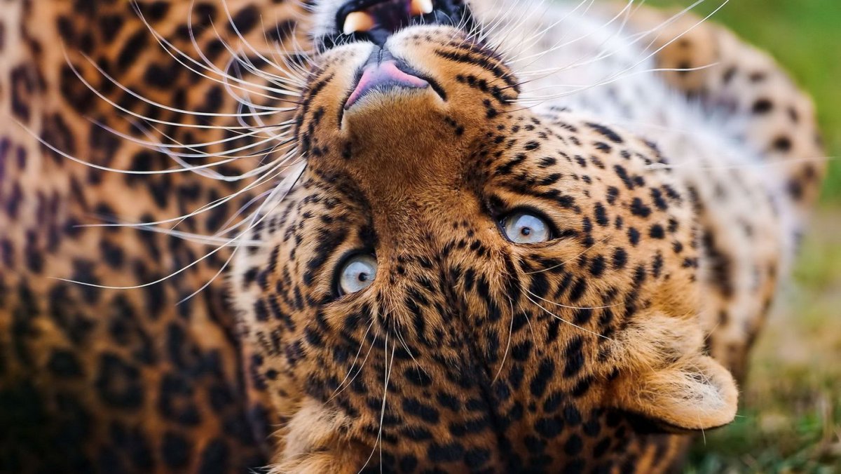 Гепард Ягуар и тигр