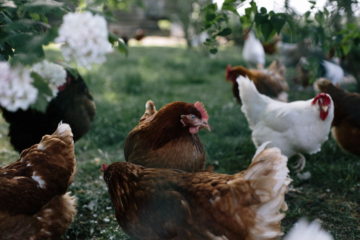 Петух в курятнике