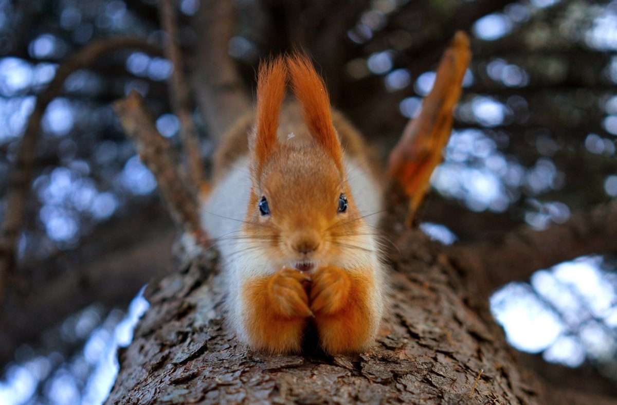 Красивые белки