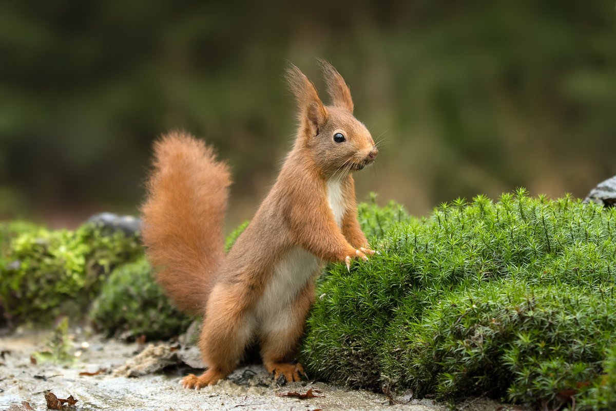 Белочка на природе