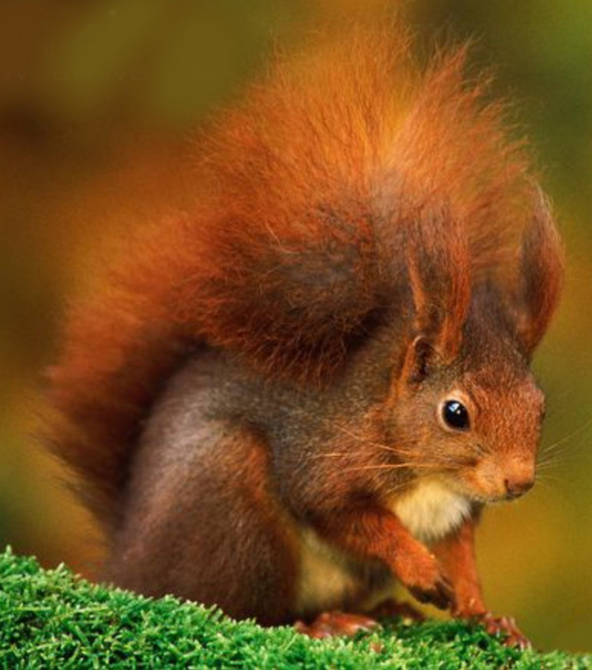 Обыкновенная рыжая белка