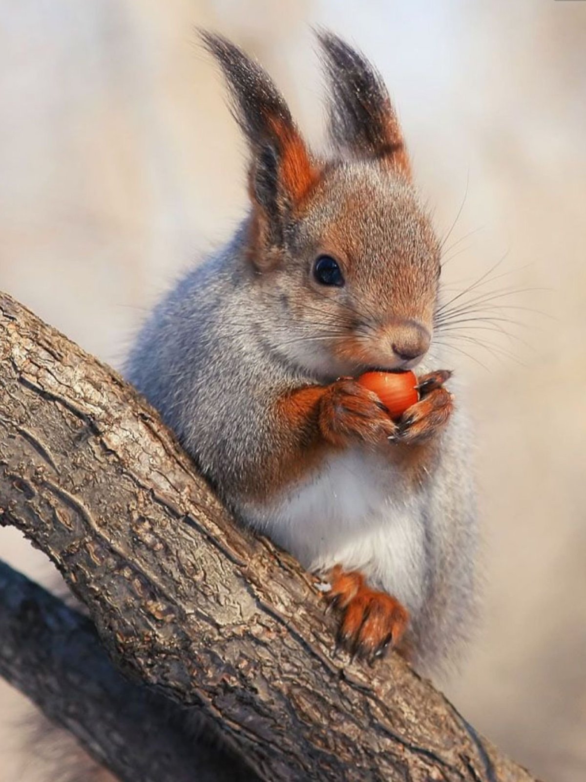 Белка Бельчонок бельчата