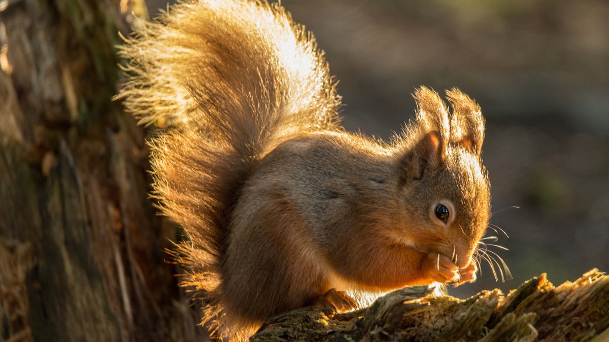 Белка Лесная обыкновенная