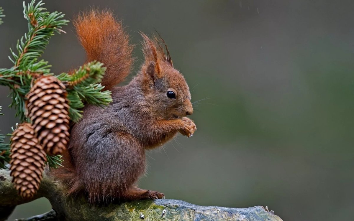 Белка с шишкой