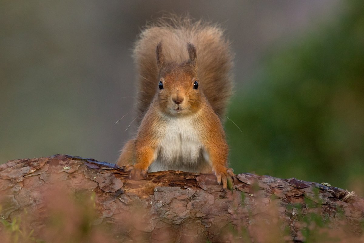 Белка вид сверху