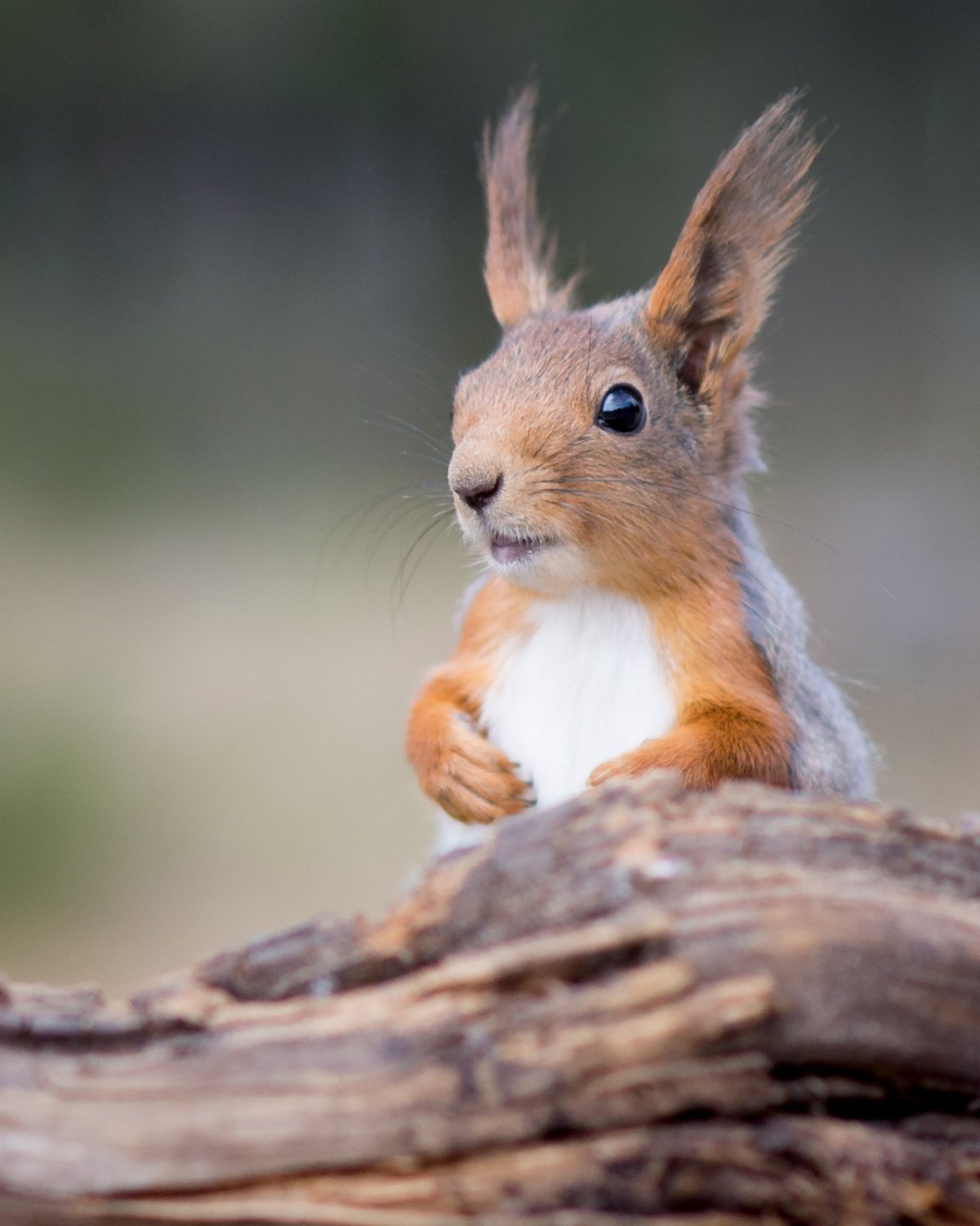 Красивая Белочка