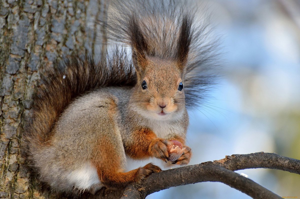 Пушистая белка