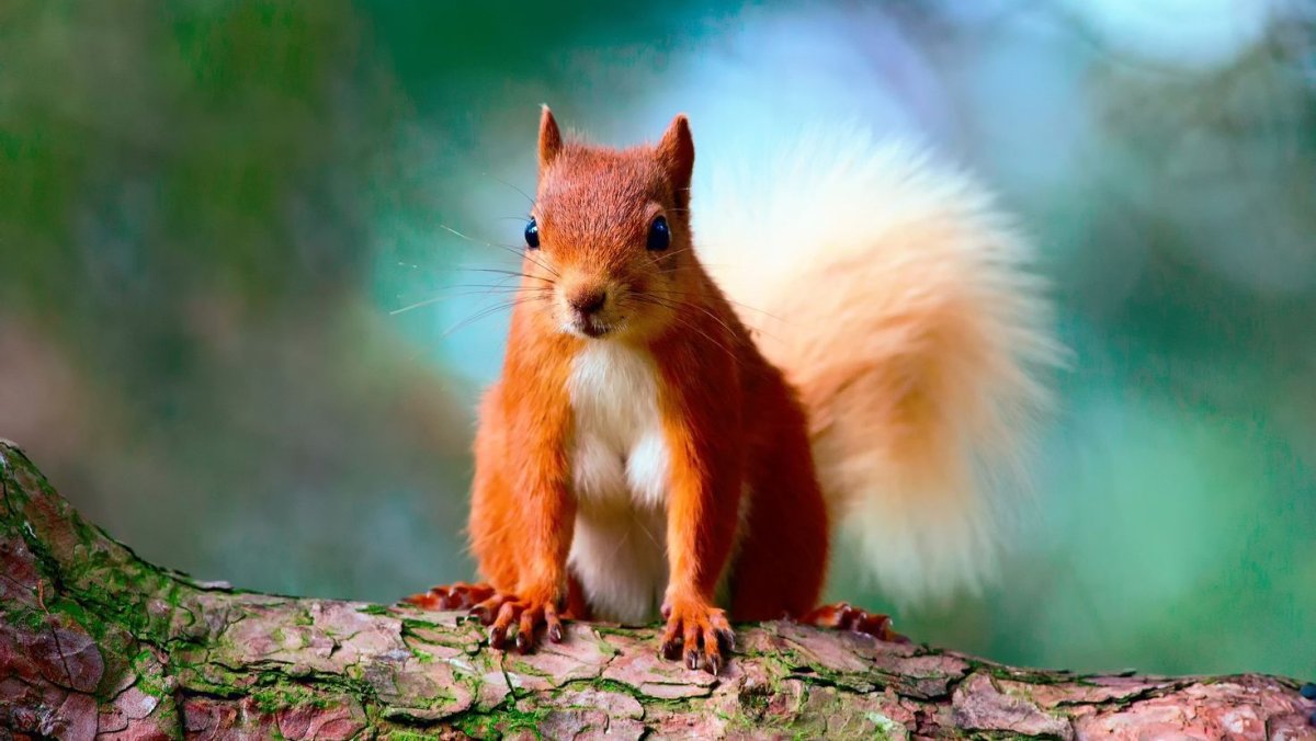 Красивая Белочка