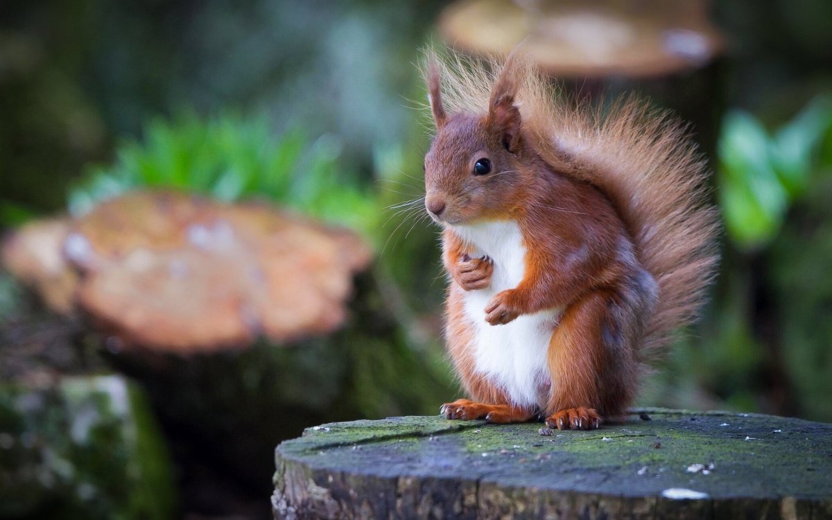 Рыжая белка