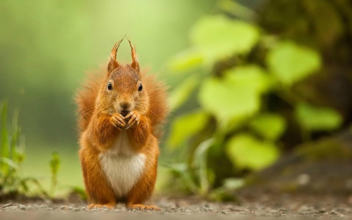 Белка анфас