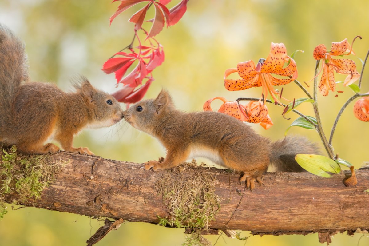 Животные весной