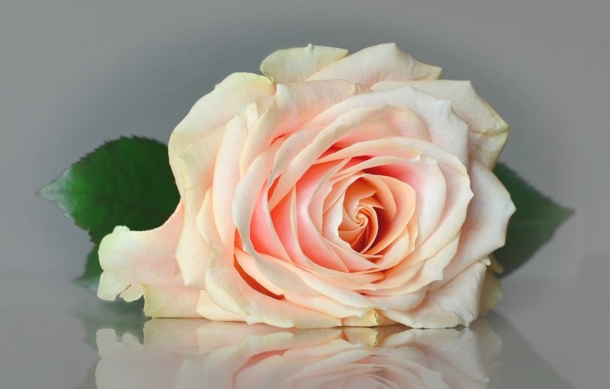Роза кремово-розовая