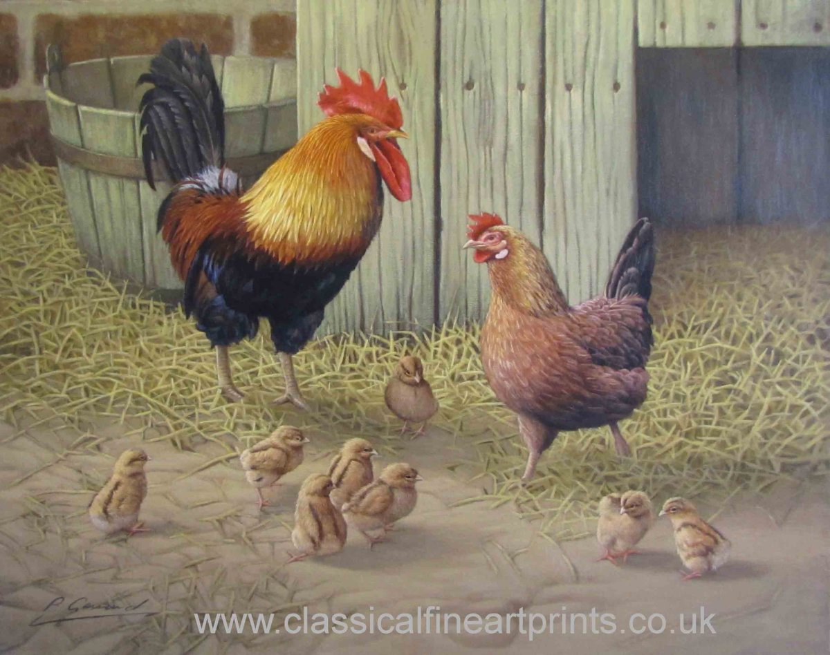 Петух курица цыпленок