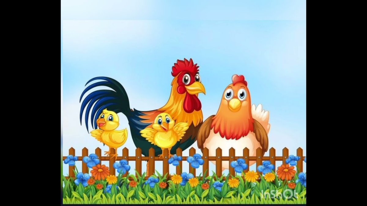 Семья курицы картинки для детей