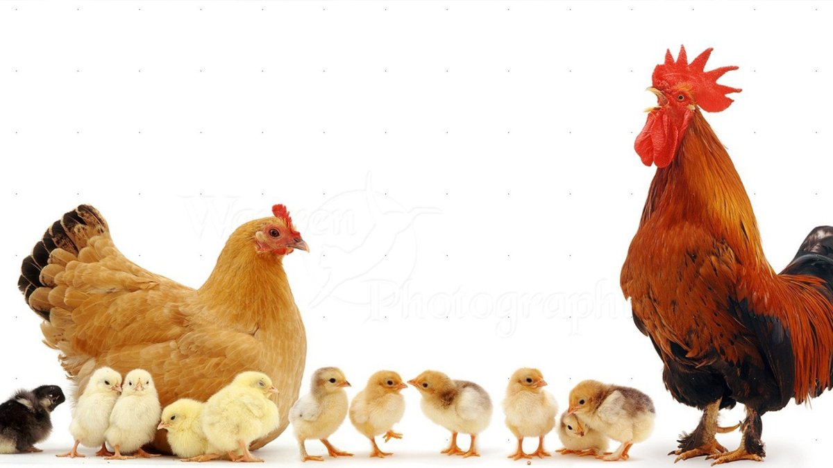 Курочка петушок и цыплята