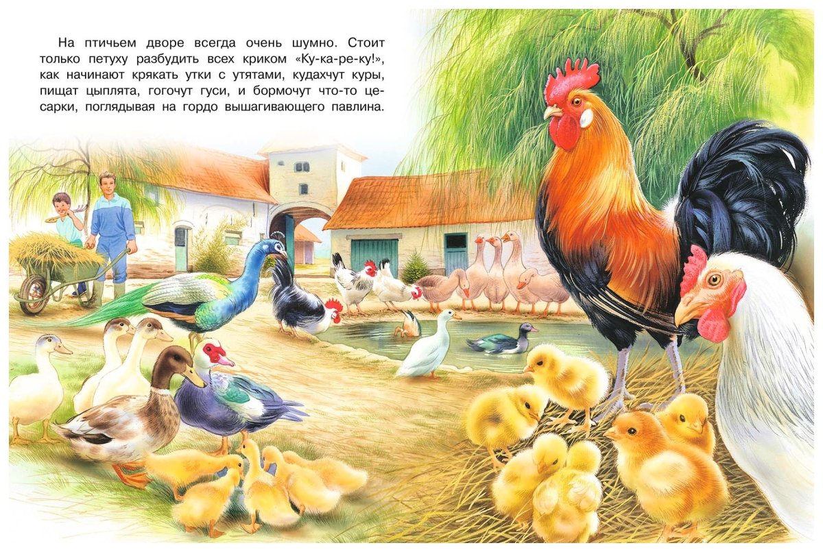 Курица и петух