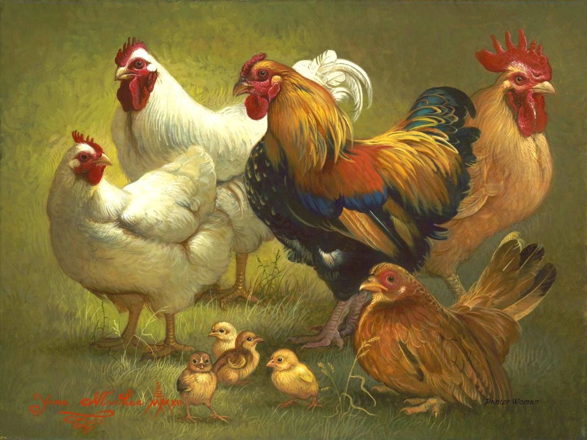 Курочка петушок и цыплята