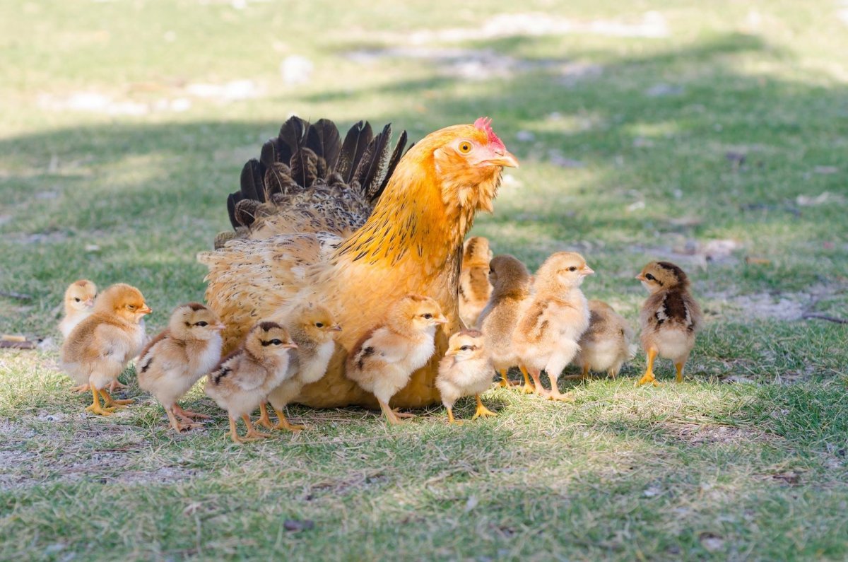 Курица с цыплятами