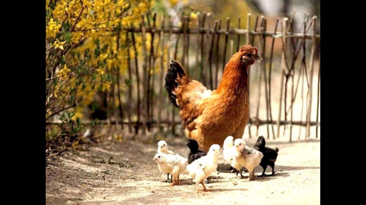 Фазан Квочка наседка с птенцами