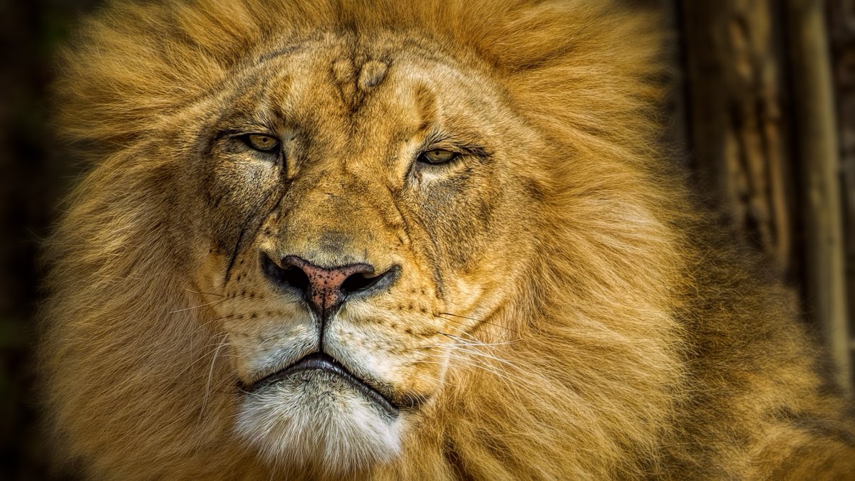 Лев злой взгляд