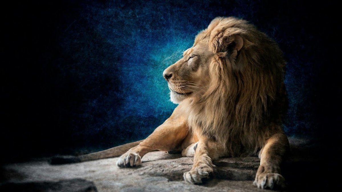 Грустный Лев