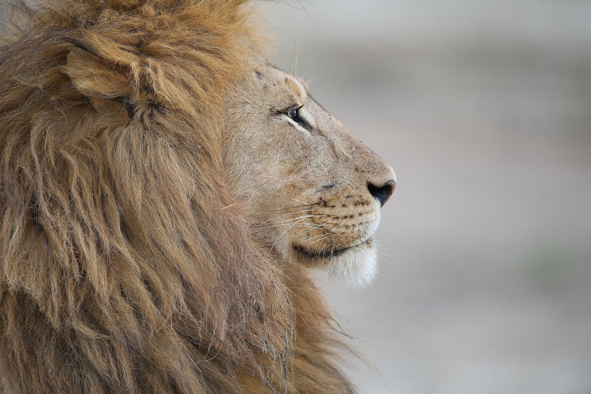 Лев с очками